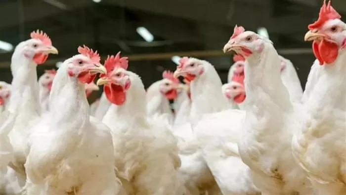 Bird Flu: बर्ड फ्लू को लेकर रांची के बाद धनबाद में भी अलर्ट, विभाग ने दिया ये सख्त निर्देश