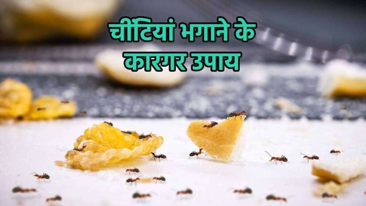 how to get rid of ants from your home using natural remedies
