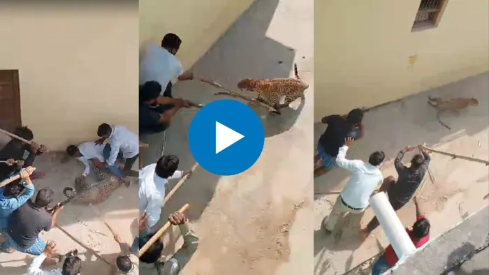 Leopard Attack Video : घेराबंदी कर तेंदुए को लाठी-डंडे से पीटते लोग।