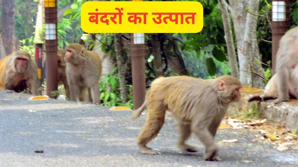 Monkey Terror: जलते जंगलों की घटनाओं के बीच बंदरों के उत्पात ने बढ़ाई टेंशन, नगर में बना लिया है डेरा; लोगों में डर