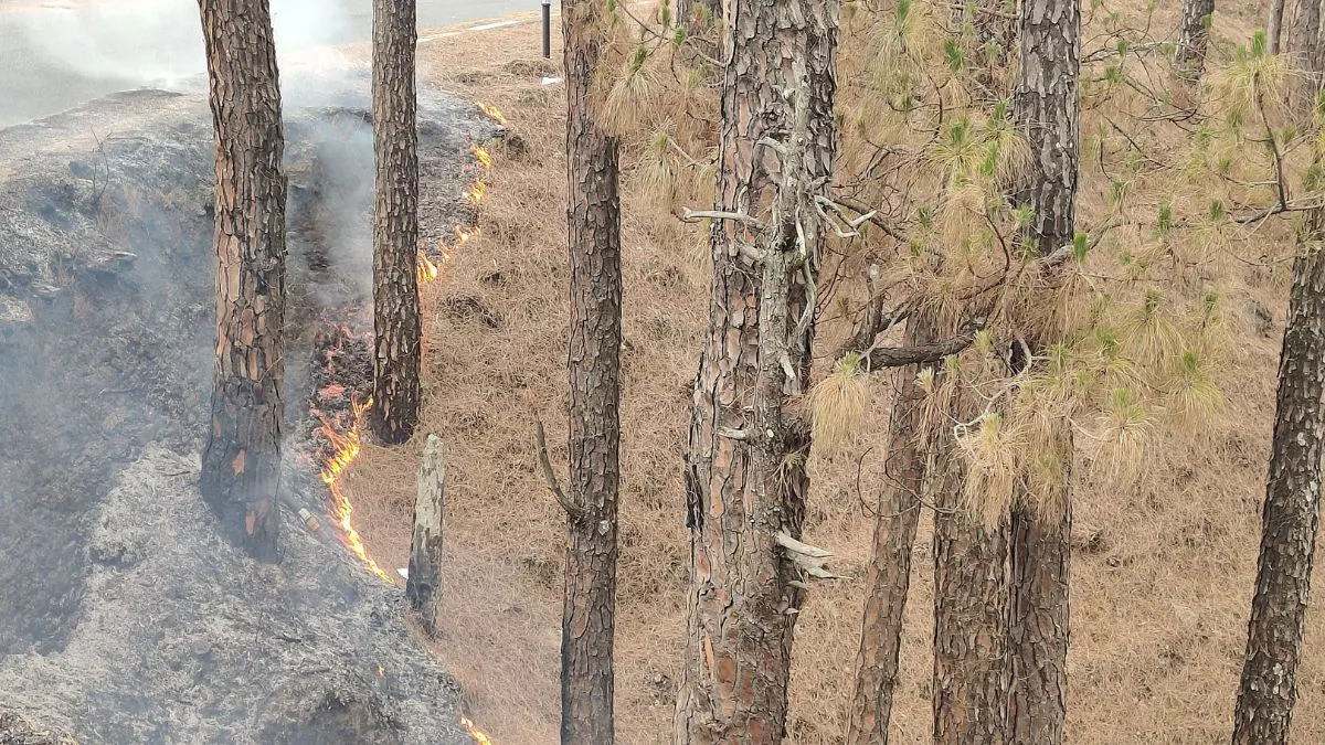 Uttarakhand Forest Fire: पकड़े गए प्रकृति के दुश्मन, उत्तराखंड के जंगलों में आग लगाने के आरोप में कई गिरफ्तार