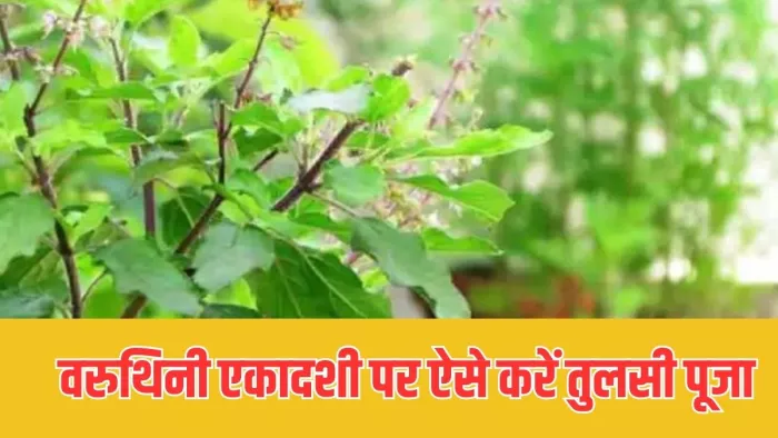 Varuthini Ekadashi 2024: वरुथिनी एकादशी पर ऐसे करें तुलसी पूजा