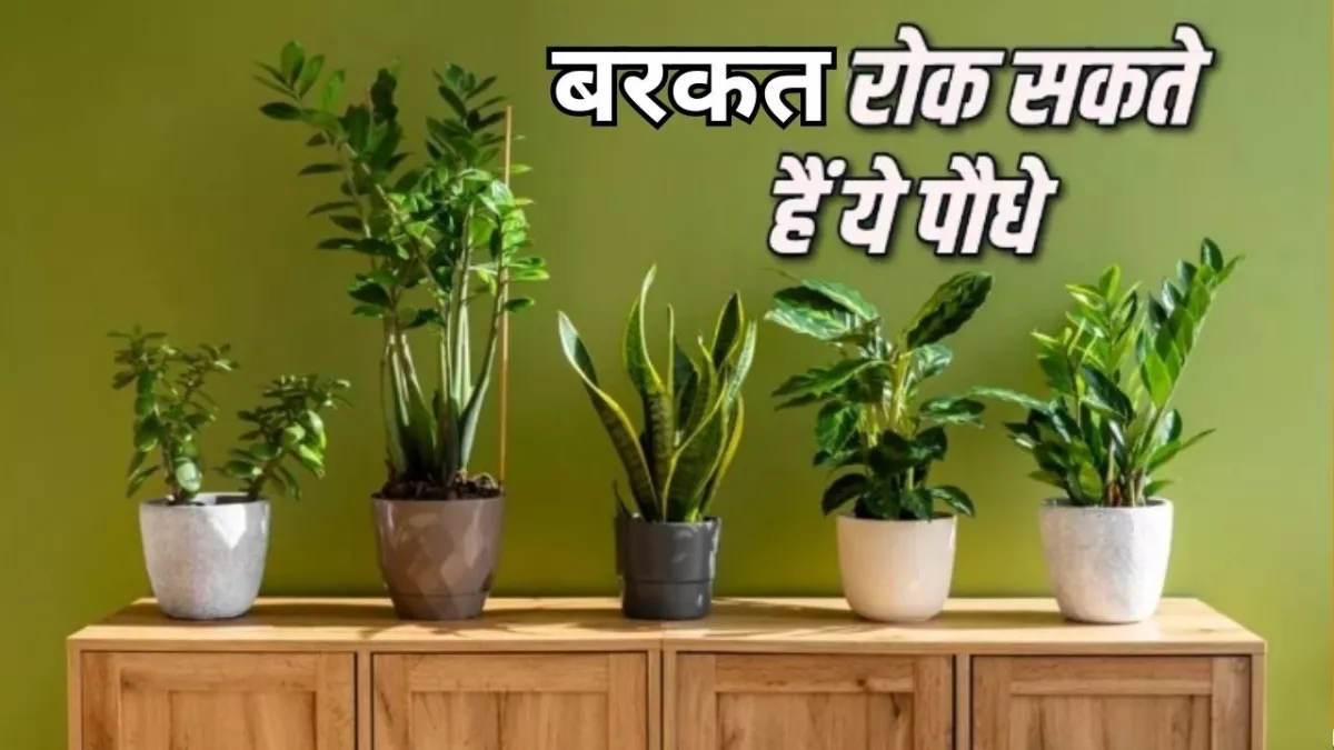 Vastu Tips for Plants: ये पौधे रोक सकते हैं आपकी बरकत, तुरंत कर दें घर से बाहर