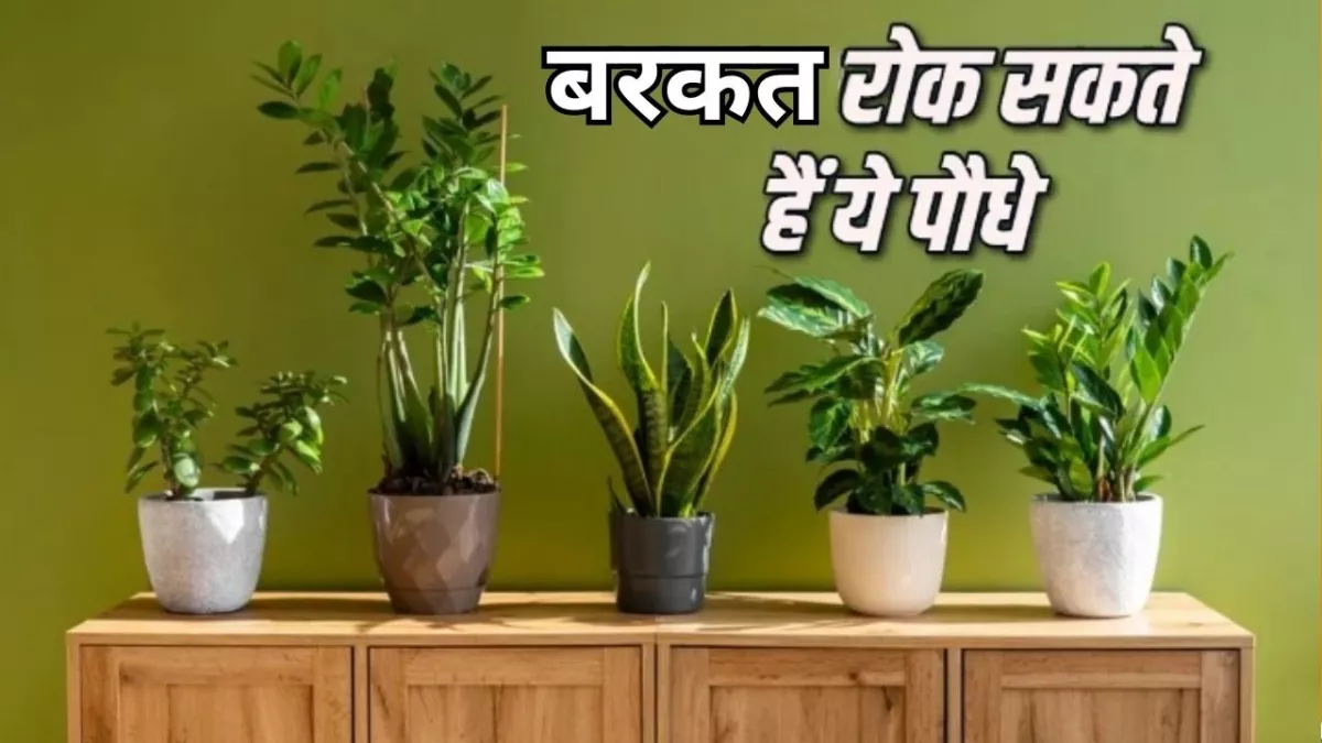 https://www.jagranimages.com/images/newimg/29042024/29_04_2024-vastu-tips-for-plants_23707524_191055640.jpg