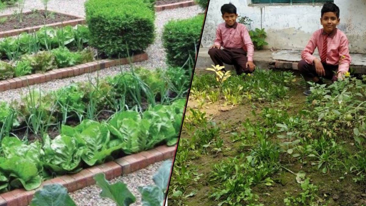 haryana schools to get nutrition gardens fruits and veggies for students