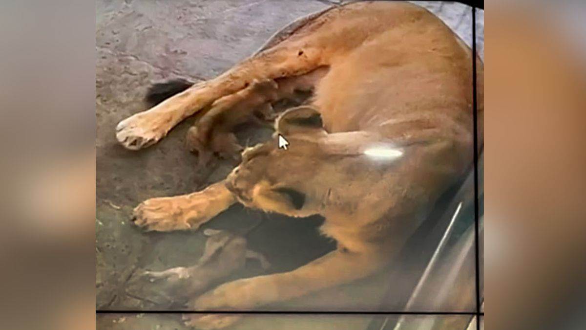 https://www.jagranimages.com/images/newimg/29042025/29_04_2025-lioness_mahagauri_4_cub_one_dead_23927907.jpg