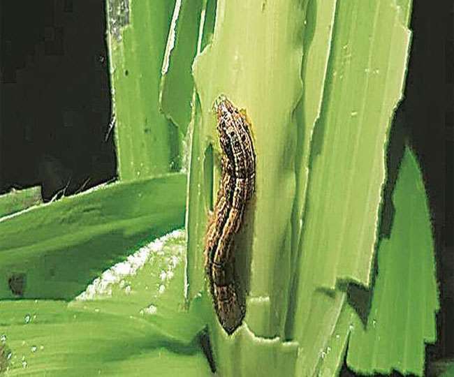 बिहार में मक्के की फसल के लिए अमेरिकन कीट बना कोरोना, बर्बादी देख रो ...