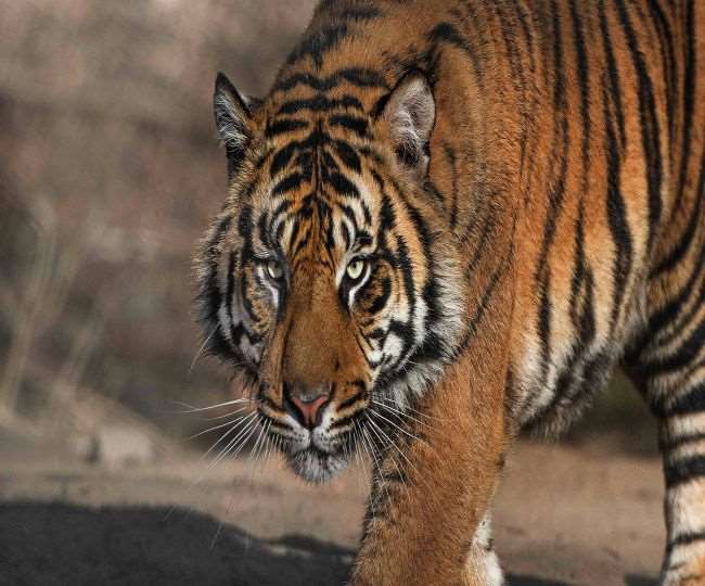 कॉर्बेट नेशनल पार्क में आपसी संघर्ष में घायल बाघ की मौत, तेंदुआ भी मृत मिला