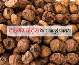 क्या है टाइगर नट्स, जो होते है काजू-बादाम से भी ज़्यादा ताकतवर
