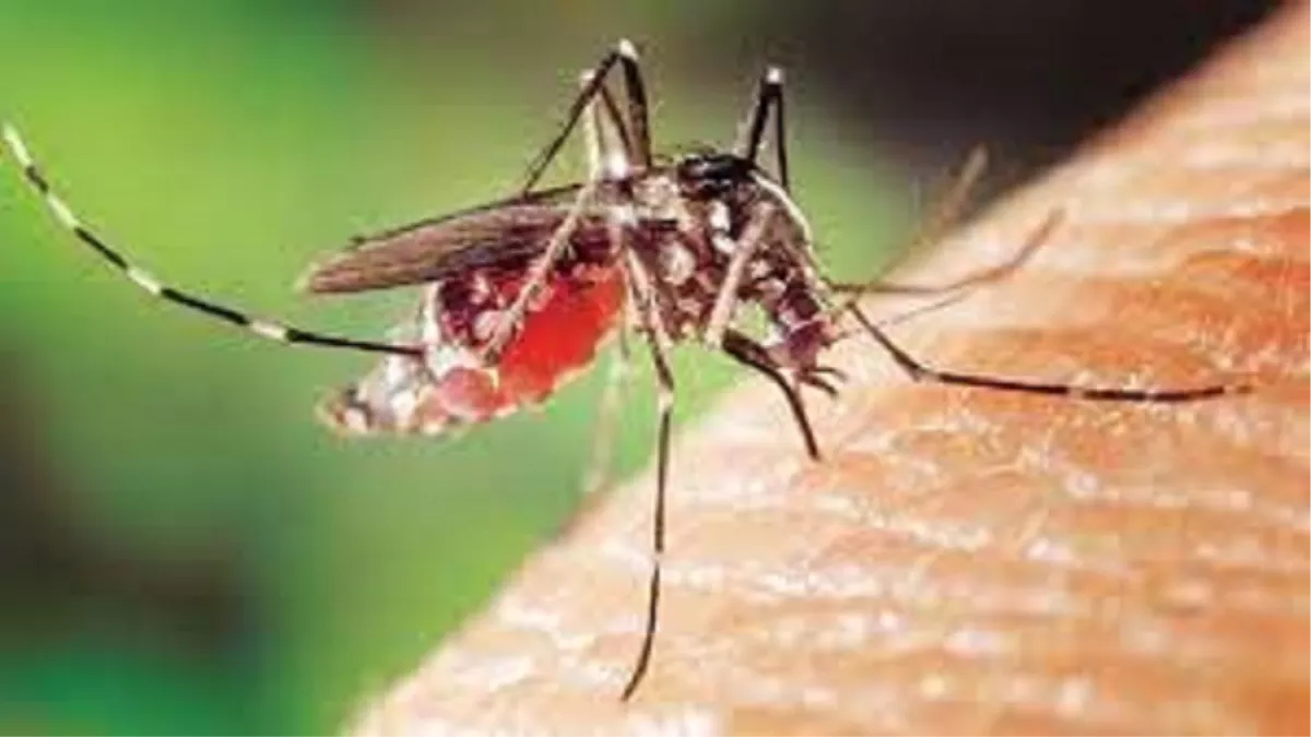 हरियाणा में डेंगू और मलेरिया का खतरा सिर पर, स्वास्थ्य विभाग की तैयारियां अधूरी