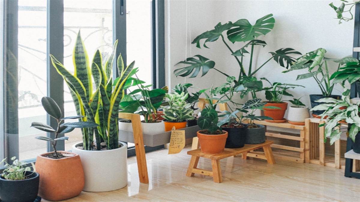 summer plant care to keep indoor plants green in scorching heat keep these things in mind