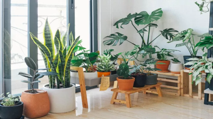Summer Plant Care: इंडोर प्लांट्स की गर्मियों में ऐसे करें देखभाल