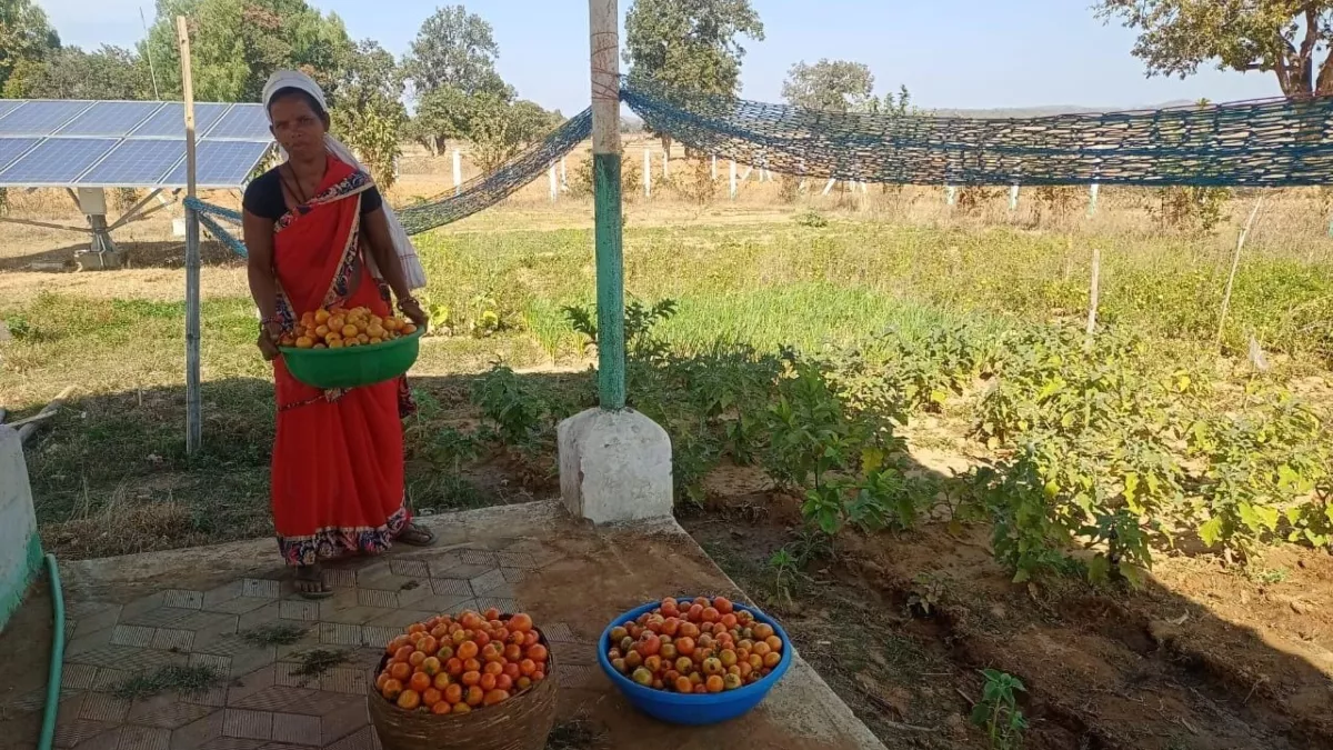 Raipur News: पहले घरेलू उपयोग के लिए लगाते थे सब्जियां, आज जिले के गौठानों में बड़े स्तर पर हो रहा उत्पादन