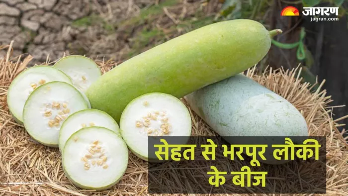 लौकी के बीज के फायदे (Pic credit- freepik)