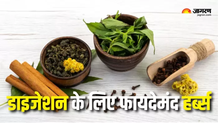 Gut Health Tips: गट हेल्थ को मजबूत बनाती हैं ये 6 हर्ब्स (Picture Courtesy: Freepik)