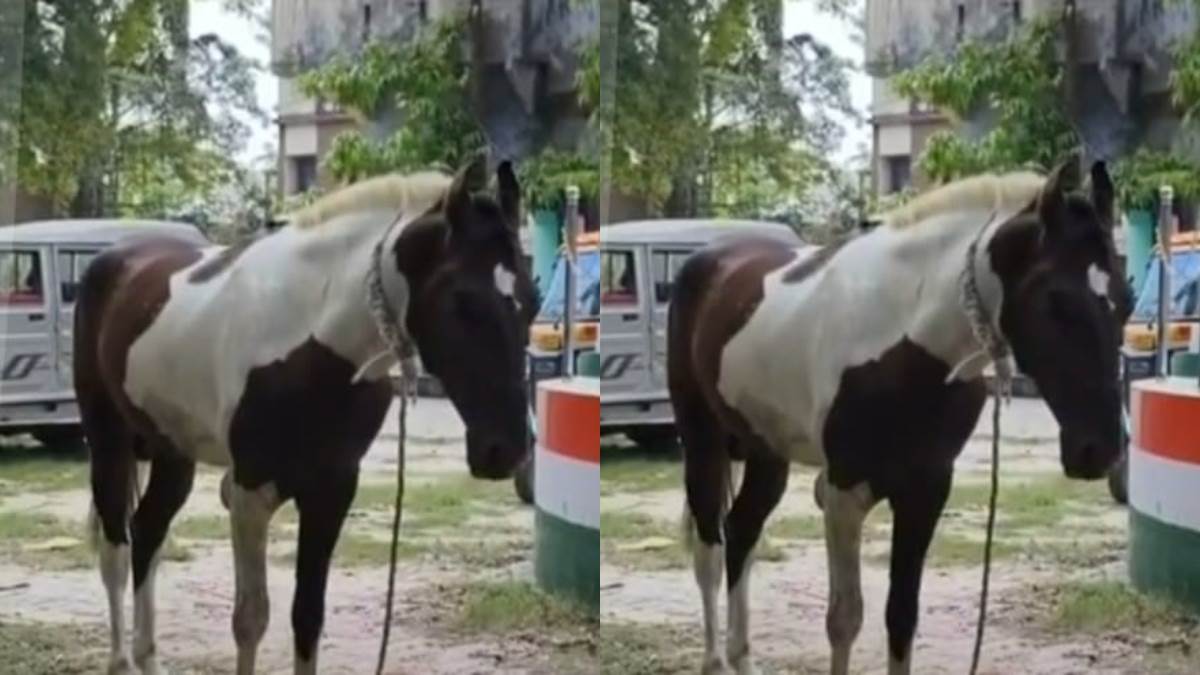 https://www.jagranimages.com/images/newimg/29052025/29_05_2025-horse_bihar_police_23950524.jpg