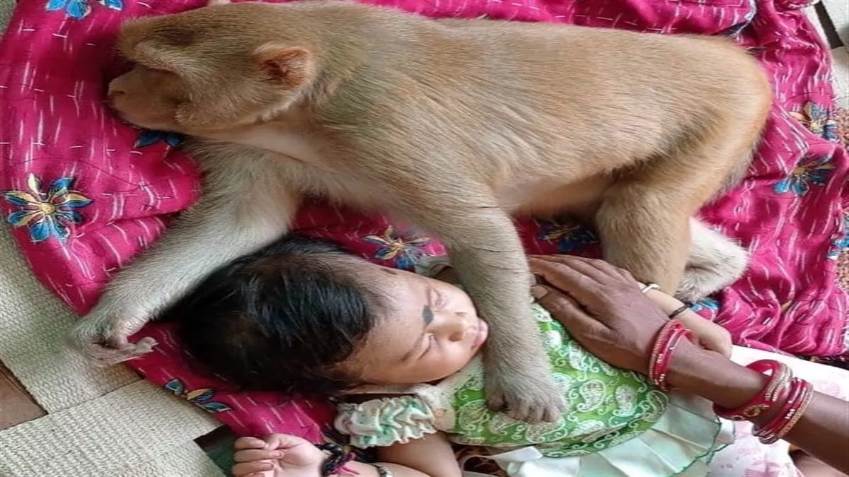 Chhattisgarh News: पांच माह की मासूम को कई घंटे सीने से लगा कर बैठी रही बंदरिया, मां की अटकी रही जान