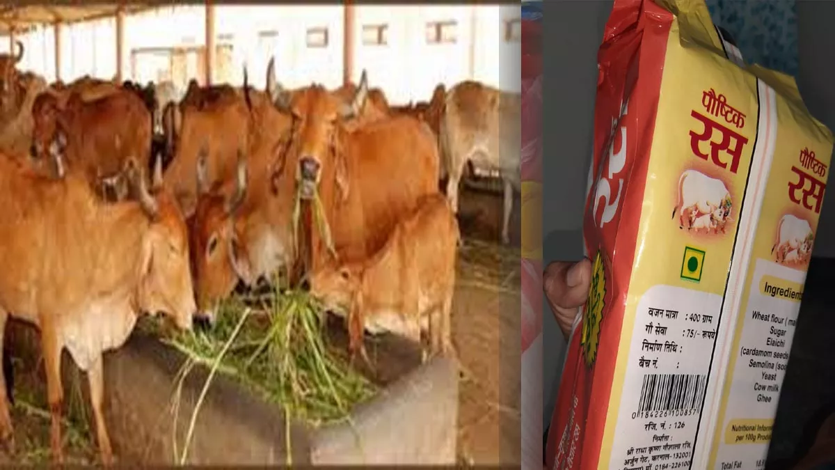 आत्मनिर्भर करनाल की गोशाला की अनूठी पहल, गाय के दूध से तैयार करते बिस्‍कुट