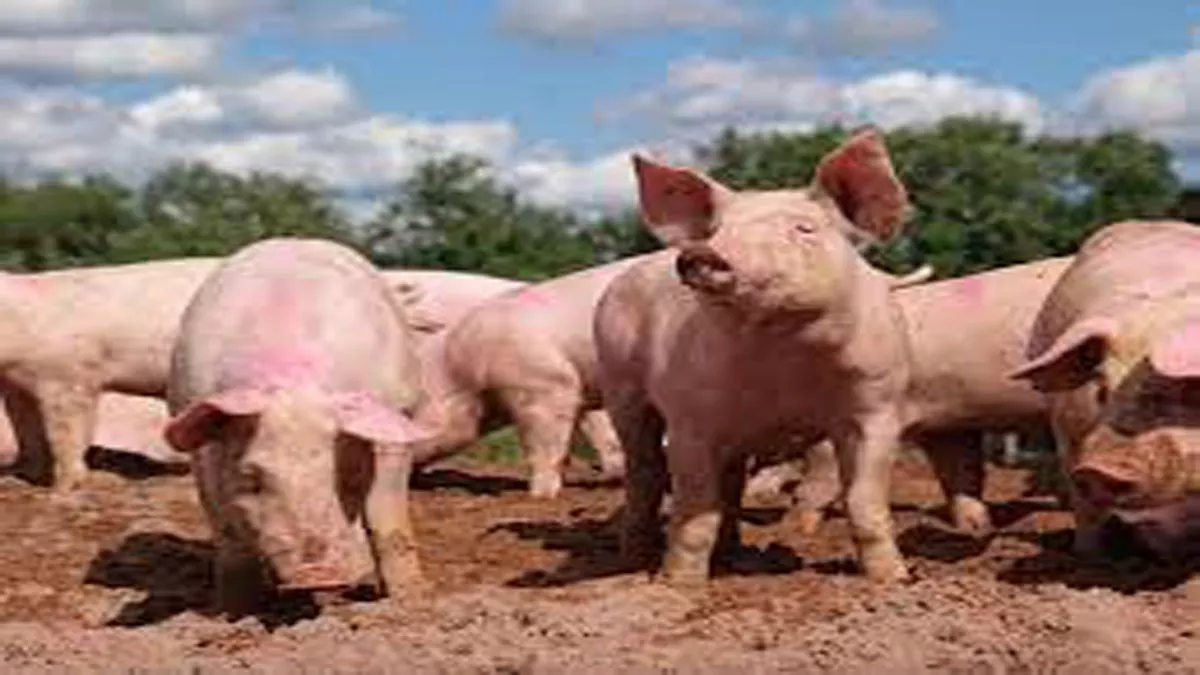 Rishikesh में अज्ञात बीमारी से मरे 80 सूअर, नीला पड़ रहा शरीर, बरेली आइवीआरआइ भेजा गया सैंपल