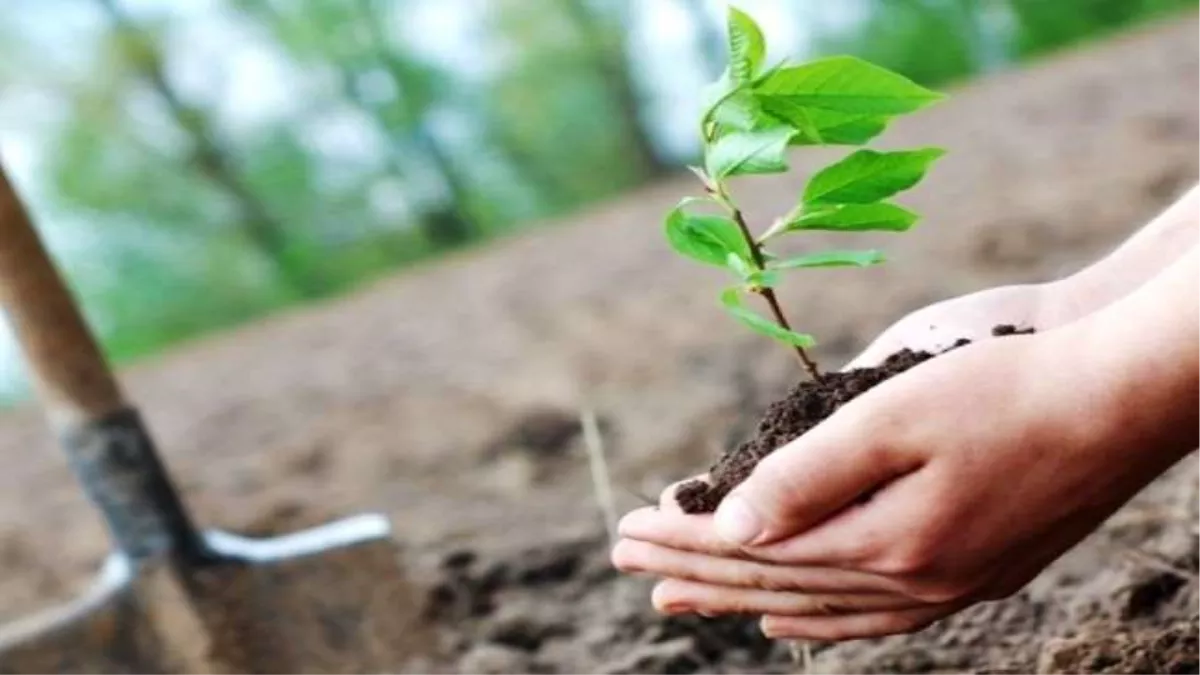 Plantation Campaign: फिर दर्ज होगा पौधारोपण गिनीज बुक में, आगरा को मिला 51 लाख पौधाें का लक्ष्य