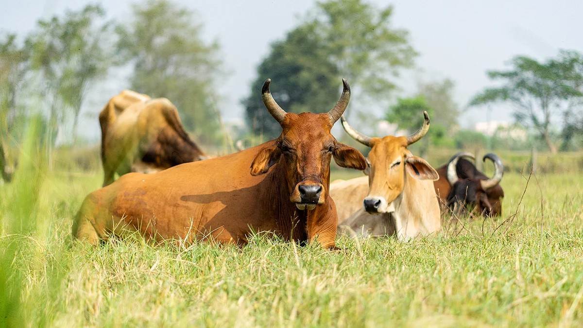 Uttar Pradesh Latest News: निराश्रित पशु अब सड़क और खेतों में नहीं दिखेंगे।
