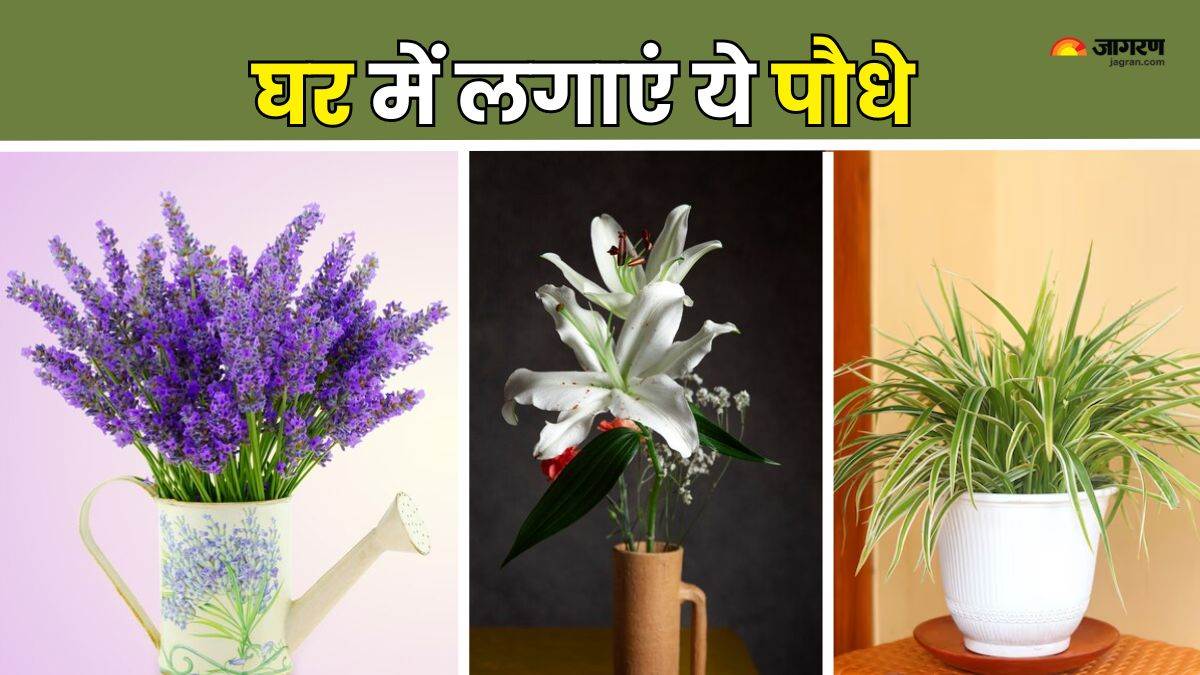 https://www.jagranimages.com/images/newimg/29062024/29_06_2024-indoor_plants_for_mental_health_23749015.jpg