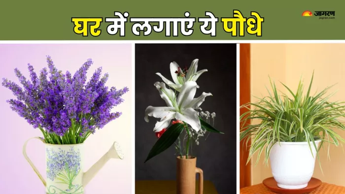 इन पौधों से मिलेगी मानसिक शांति (Picture Courtesy: Freepik)