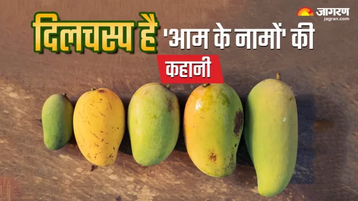 जानें कैसे पड़े आमों के अलग-अलग नाम