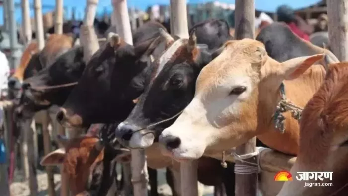 जिले के पशुपालकों के लिए सुनहरा मौका। (जागरण)