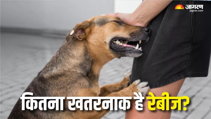 क्या Rabies का इन्जेक्शन लेने के बाद भी मौत हो सकती है? (Picture Courtesy: Freepik)