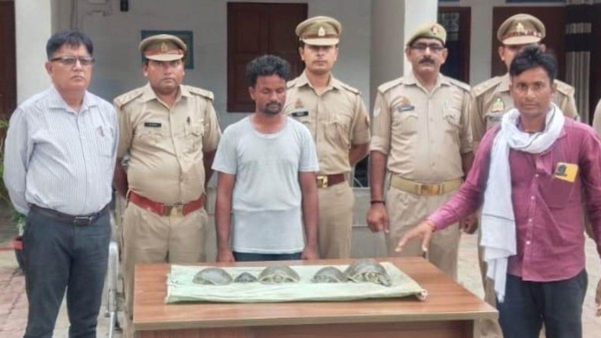 turtle smuggler arrested in shravasti sundari turtles recovered
