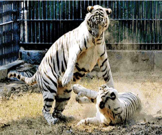 International Tiger Day 2020 देशभर को सफेद बाघ दे रहा दिल्ली का