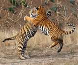 World Tiger Day : पीलीभीत के जंगल में जवां बाघों की बहार