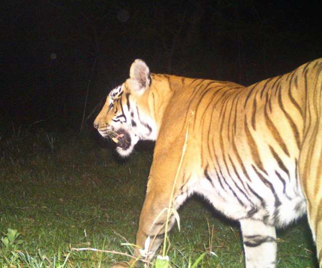 ट्रैप कैमरे में कैद हुई सोहगीबरवा के शिवपुर रेंज में विचरण कर रहे बाघ की तस्वीर । सौ. वन विभाग