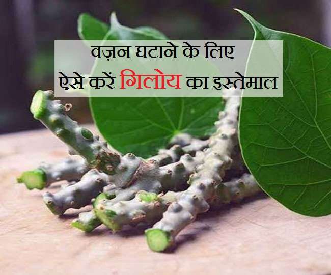 Weight Loss With Giloy सिर्फ डेंगू ही नहीं वज़न घटाने में मददगार साबित