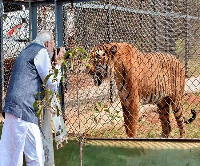 पीएम मोदी ने वाइल्डलाइफ प्रेमियों को दी बधाई, बाघों के लिए सुरक्षित आवास सुनिश्चित करने की प्रतिबद्धता दोहराई