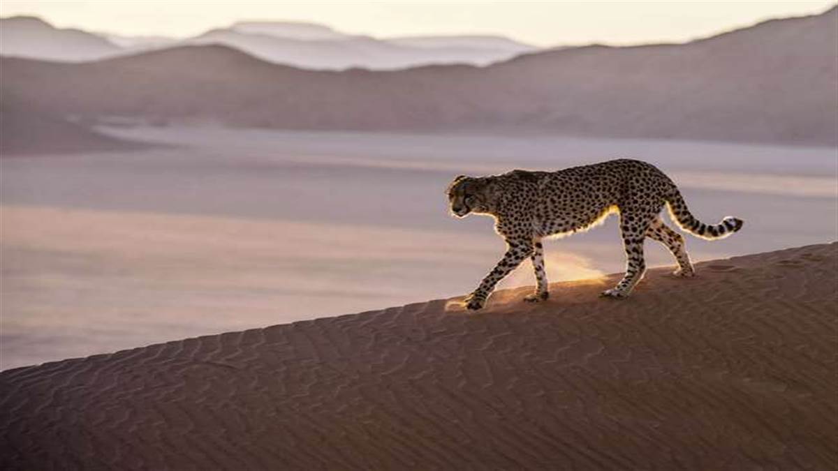 https://www.jagranimages.com/images/newimg/29072022/29_07_2022-cheetah-animal_22936795.jpg