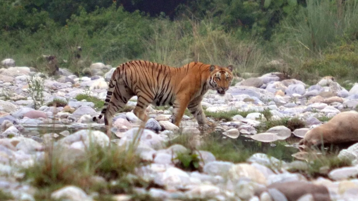 International Tiger Day 2022 : कार्बेट टाइगर रिजर्व में आसान शिकार के लिए आबादी के समीप डेरा डाले रहे बाघ