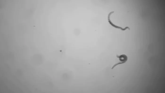 46,000 Year old Worms: 46 हजार साल बाद भी जिंदा निकला कीड़ा, वैज्ञानिकों ने किया पुनर्जीवित (फोटो रायटर)