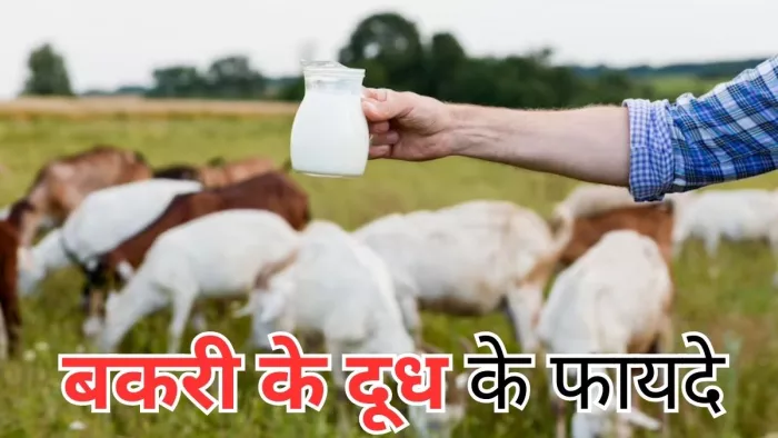 सेहत के लिए बेहद फायदेमंद है बकरी का दूध