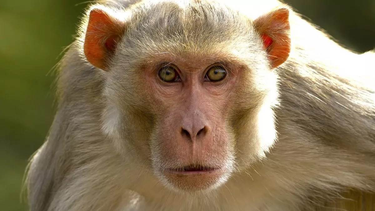 injured monkey reached hospital in kaushambi injured monkey for treatment