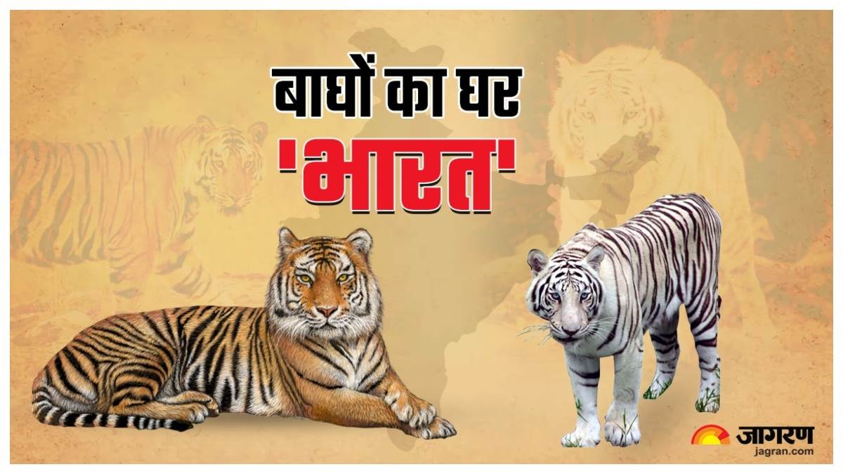 international tiger day 2023 know about the unknown facts about tiger in india