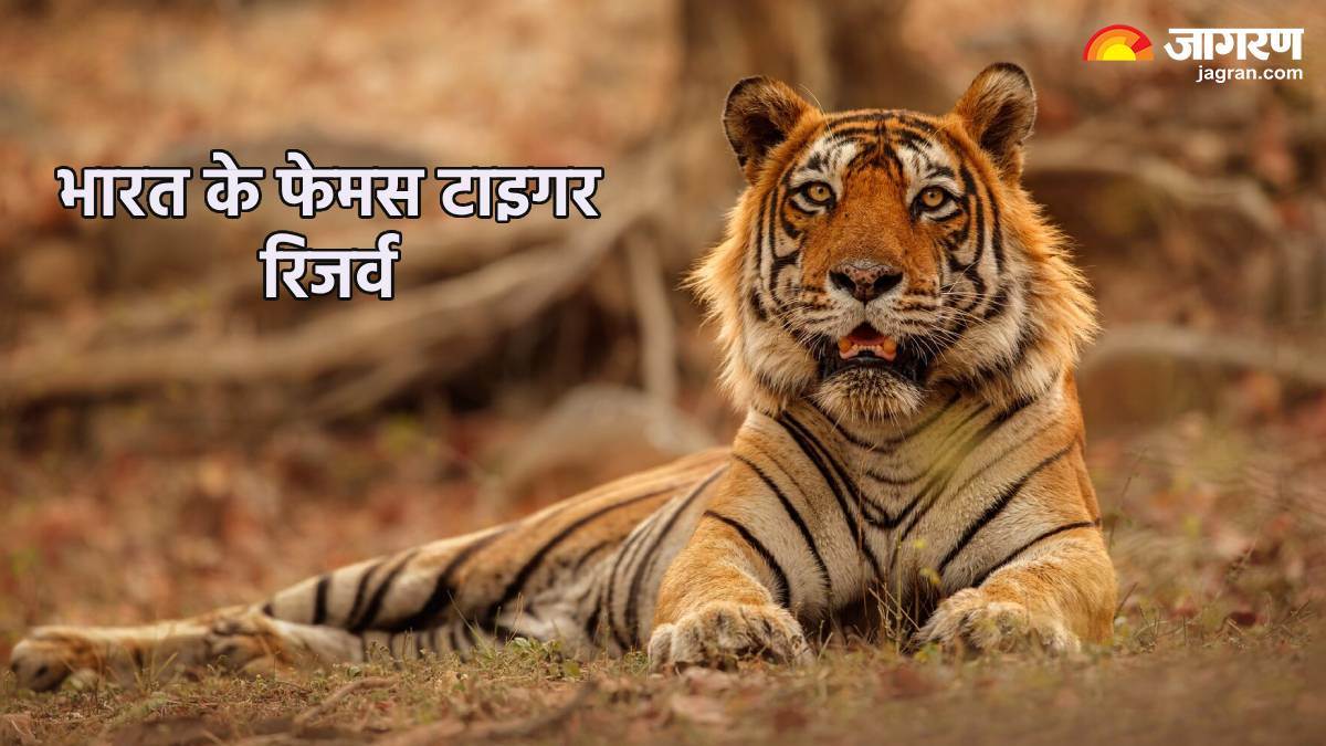 https://www.jagranimages.com/images/newimg/29072024/29_07_2024-famous_tiger_reserves_in_india_23767956.jpg