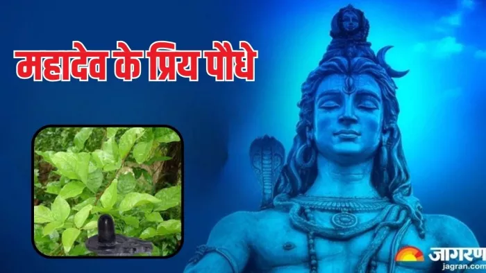 Sawan plants: सावन में लगाएं पूजनीय पौधे