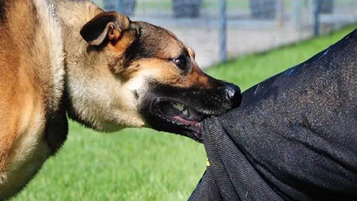 ncr delhi dog attack police seek answers from dda on park safety after fatality