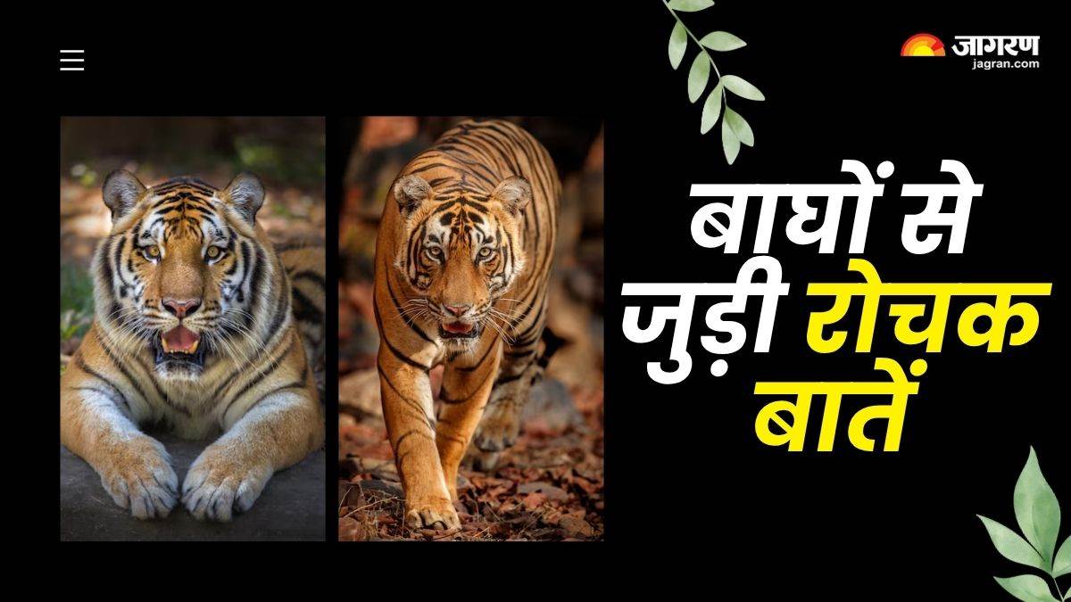 https://www.jagranimages.com/images/newimg/29072025/29_07_2025-interesting_facts_about_tigers_23997567.jpg