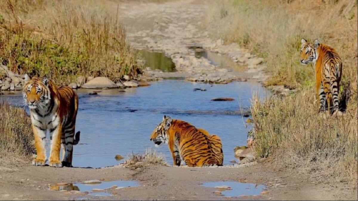 https://www.jagranimages.com/images/newimg/29072025/29_07_2025-international_tiger_day_2025_23997465.jpg