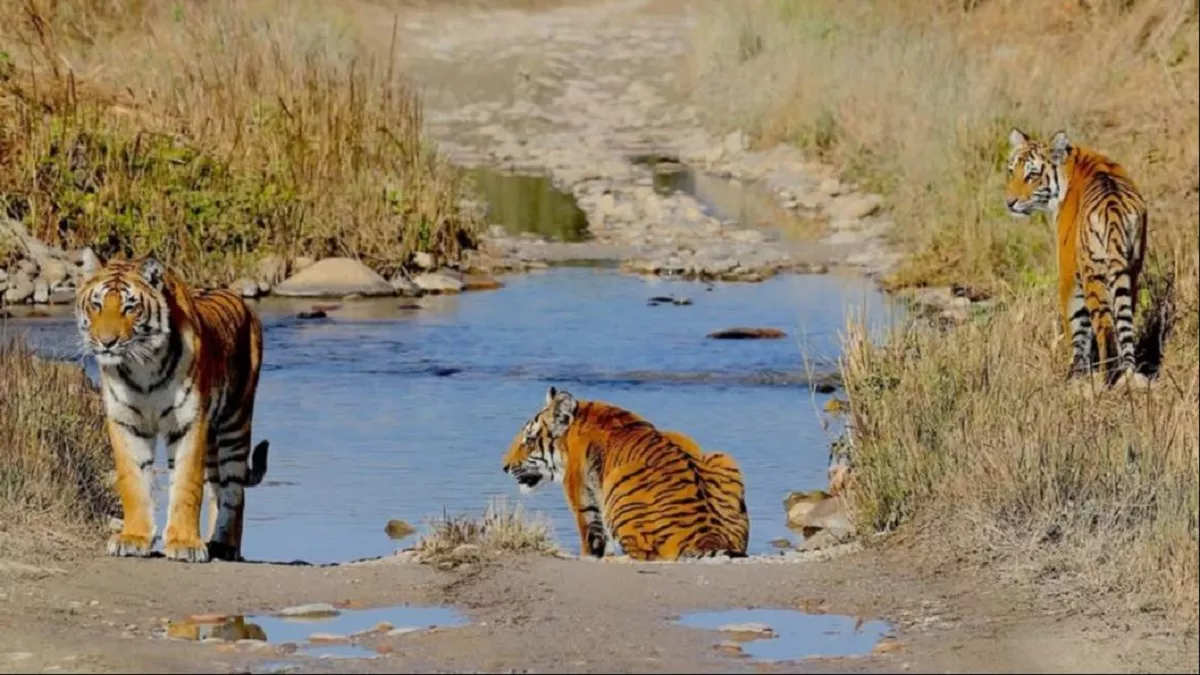 International Tiger Day 2025: देश में बाघों के मामले में कार्बेट टाइगर रिजर्व टॉप पर, दुनिया में CTR की अलग पहचान
