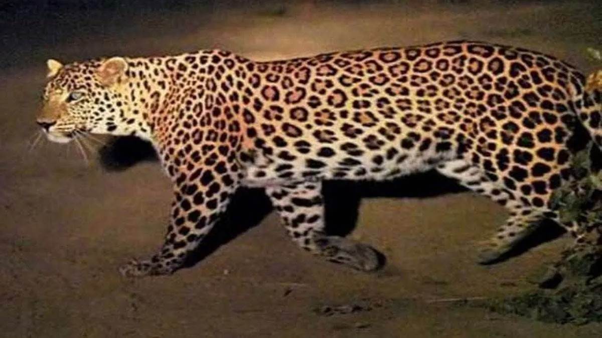 https://www.jagranimages.com/images/newimg/29072025/29_07_2025-leopord_23997871.jpg