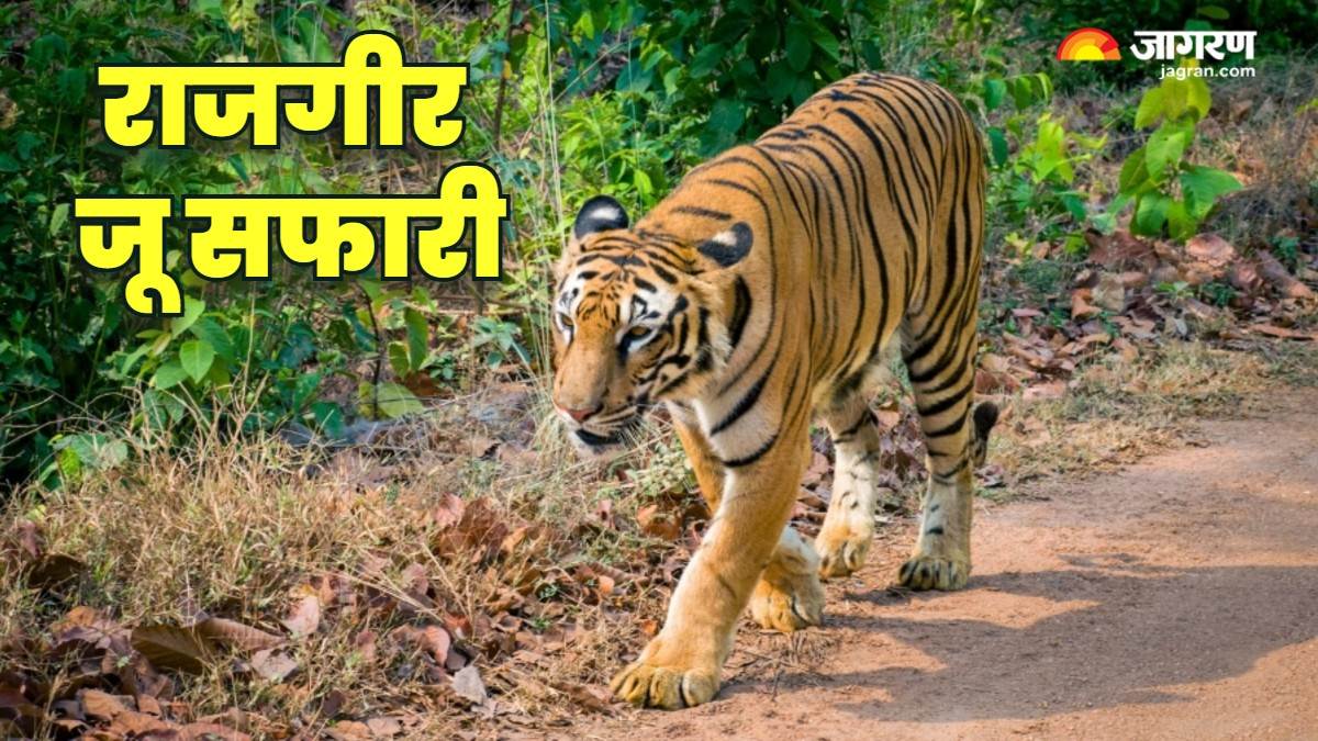 https://www.jagranimages.com/images/newimg/29072025/29_07_2025-rajgir_wildlife_safari_23997721.jpg